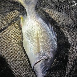 淀川ブリームゲーム