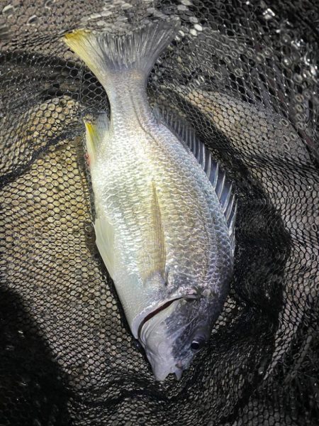 淀川ブリームゲーム