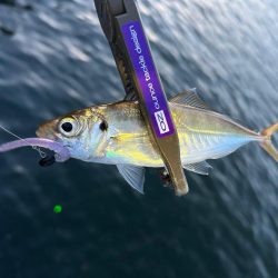 爆風でしたが・・・