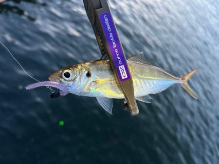 爆風でしたが・・・