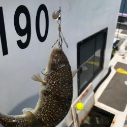 室津のカットウフグ