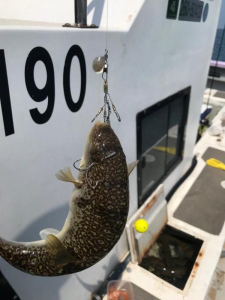 室津のカットウフグ