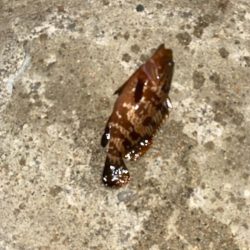 キジハタとコウイカ