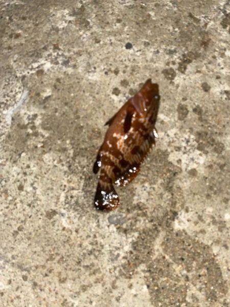 キジハタとコウイカ