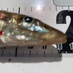 激シブ東二見釣行⤵︎