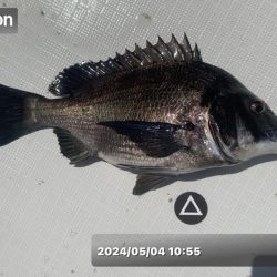 フルコンタクト　チヌ落とし込み　チニング