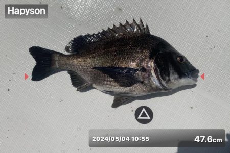 フルコンタクト　チヌ落とし込み　チニング