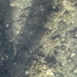 淡路島 北淡釣行