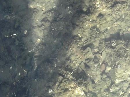 淡路島 北淡釣行