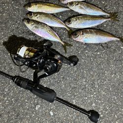 日替わりアジング