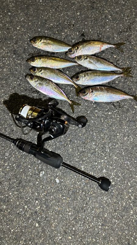 日替わりアジング