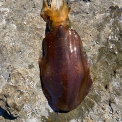 チョット小さめ春イカ