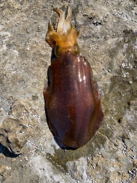 チョット小さめ春イカ
