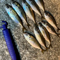 風強めのアジング