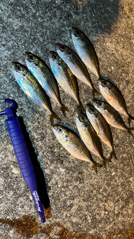 風強めのアジング