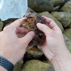 旅先穴釣りアイナメゲット