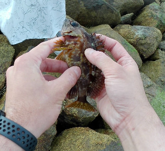 旅先穴釣りアイナメゲット