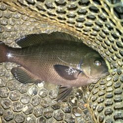 2024ライトゲーム第20戦