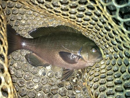 2024ライトゲーム第20戦