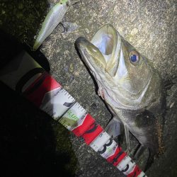 シーバス釣行