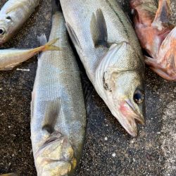 エビ撒き好調です