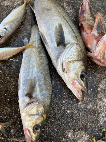 エビ撒き好調です