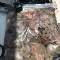 淡路のタコ釣り