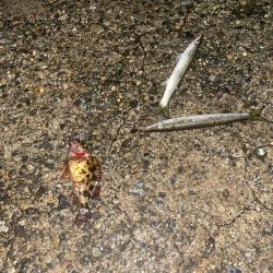 良型アジと爆釣カマス