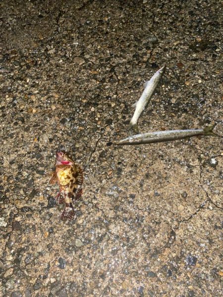 良型アジと爆釣カマス