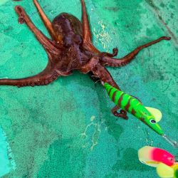 明石タコ開幕戦