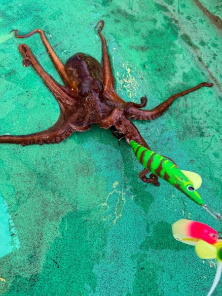 明石タコ開幕戦