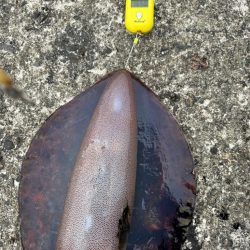 アオリイカ 計6.4kg