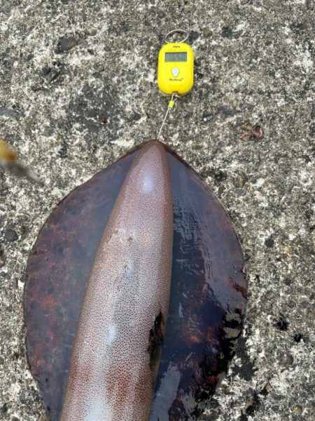 アオリイカ 計6.4kg