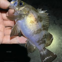 漁港でサクッと