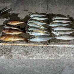 アジとメバルが交じる！