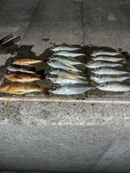 アジとメバルが交じる！