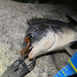 淀川ブリームゲーム