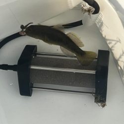 今年初のテナガエビ釣行！！