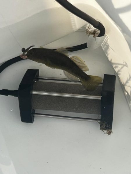 今年初のテナガエビ釣行！！