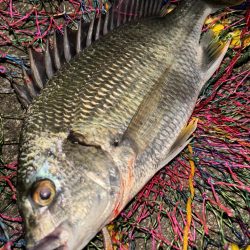 ヘチってきました