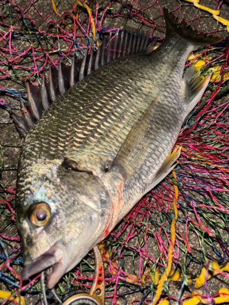 ヘチってきました