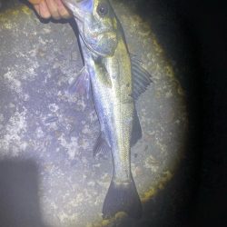 メバリングは楽しい