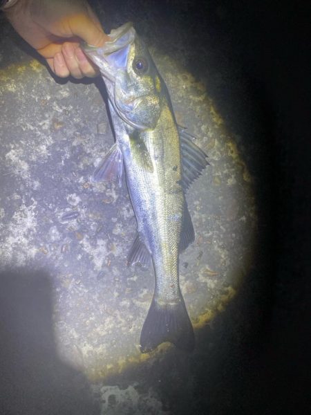 メバリングは楽しい