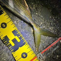 夜な夜なアジング