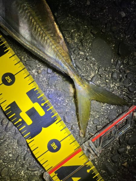 夜な夜なアジング