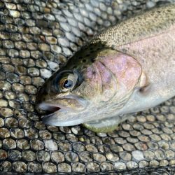 大雨鱒フィッシング