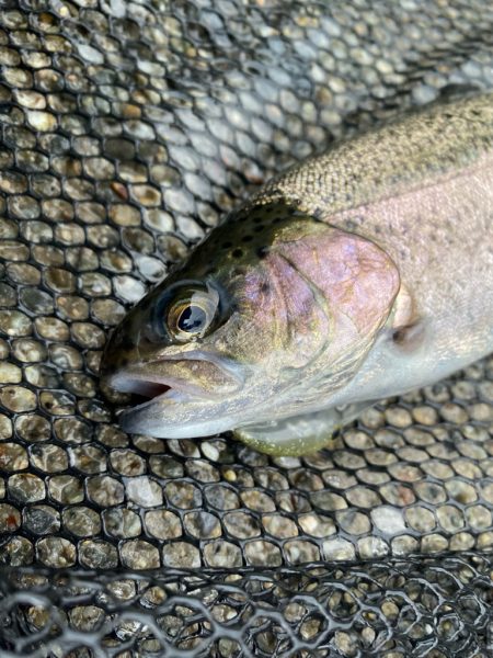 大雨鱒フィッシング