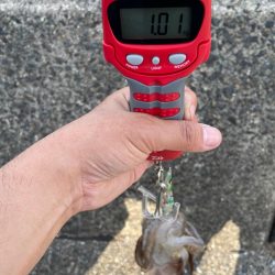 今年初アオリandコウイカ！