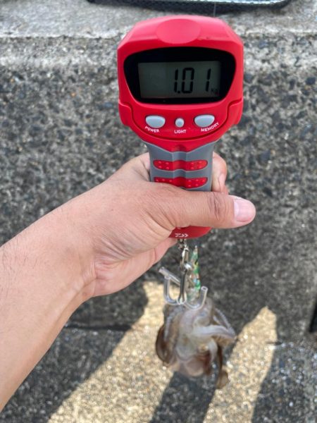 今年初アオリandコウイカ！