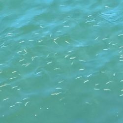 昼間の様子は？